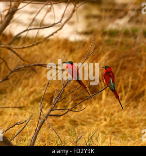 Questa coppia di Southern Carmine i gruccioni erano parte di un grande gregge abbiamo visto mentre su safari in Botswana Africa Foto Stock