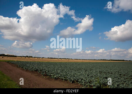 Cumulus cloud passando attraverso un campo di cavolo cappuccio nell'appartamento fen terreno vicino a Boston Lincolnshire Inghilterra Foto Stock