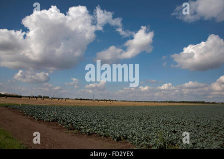 Cumulus cloud passando attraverso un campo di cavolo cappuccio nell'appartamento fen terreno vicino a Boston Lincolnshire Inghilterra Foto Stock