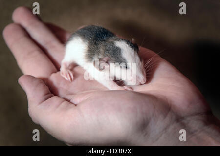 Mouse in mano femmina isolato su sfondo scuro. Foto Stock