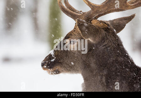 Daini durante la nevicata, Schönbuch, Herrenberg, Germania Foto Stock