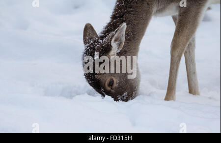 Daini durante la nevicata, Schönbuch, Herrenberg, Germania Foto Stock