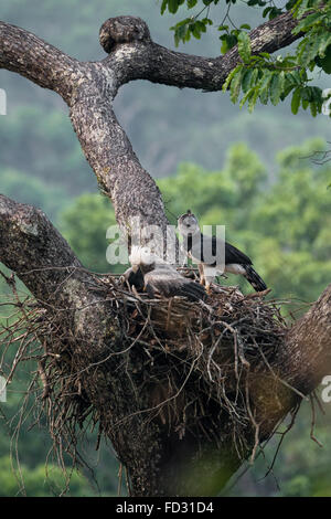 Una femmina Arpia Aquila nel nido con i suoi giovani Foto Stock