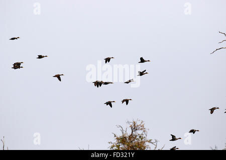 Voli & dedicarmi fatturati giallo anatre sull albero morto isola in Botswana Foto Stock