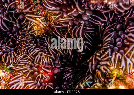 Anemone di ramificazione; Lebrunia danae; spugna sott'acqua di notte da vicino Foto Stock