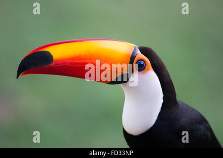 Trasduttore Toco Toucan close-up Foto Stock