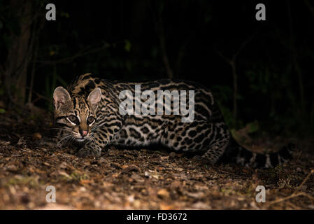 Un Gattopardo dalle foreste pluviali del Brasile Foto Stock