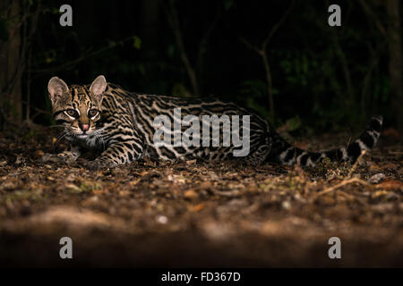 Un selvatico Ocelot dalle foreste pluviali del Brasile Foto Stock