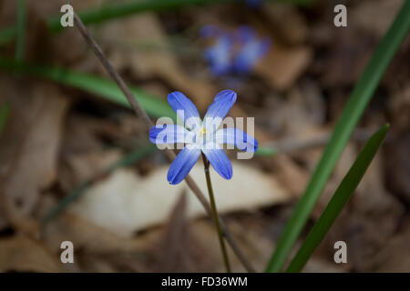 Gloria-della-Neve, Chionodoxa. Trovato nel fiume di Ipswich Wildlife Santuario, Topsfield, MA USA Foto Stock