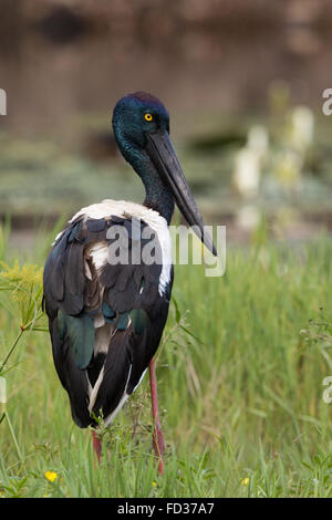 Nero-colli (Stork Ephippiorhynchus asiaticus) Foto Stock