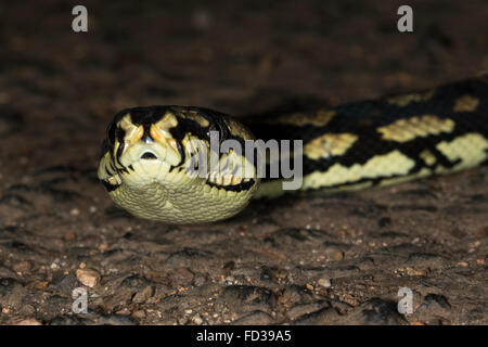 Jungle Carpet Python (Morelia spilota cheyni) Foto Stock
