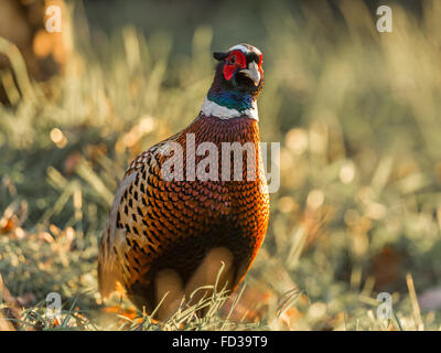 Bellissimo anello maschio colli (Fagiano Phasianus colchicus) rovistando nel bosco naturale impostazione, inondate di luce del sole dorato. Foto Stock