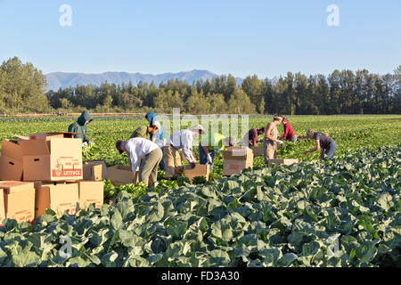 Giovani lavoratori del campo che raccolgono lattuga 'Iceberg', giovani piante di broccoli in primo piano. Foto Stock