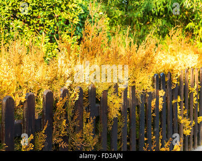 Bella, giallo brillante di fogliame marrone parete in legno, giornata d'autunno. Messa a fuoco selettiva Foto Stock