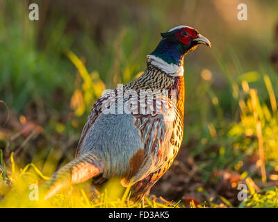 Bellissimo anello maschio colli (Fagiano Phasianus colchicus) rovistando nel bosco naturale impostazione, inondate di luce del sole dorato. Foto Stock