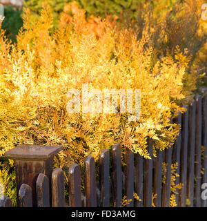 Bella, giallo brillante di fogliame marrone parete in legno, giornata d'autunno. Messa a fuoco selettiva Foto Stock