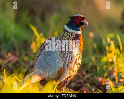 Bel maschio britannico comune anello-colli (Fagiano Phasianus colchicus) rovistando nel bosco naturale foresta impostazione. Foto Stock