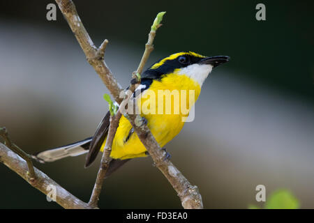 Giallo-breasted Boatbill (Machaerirhynchus flaviventer) Foto Stock