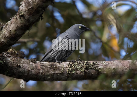 Bloccate il cuculo-shrike (Coracina lineata) Foto Stock