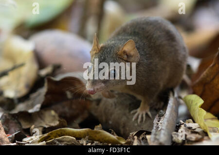 Giallo-footed Antechinus (Antechinus flavipes rubeculus) Foto Stock