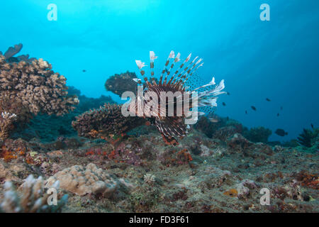 Un grande leone comune (pterois volitans) nuoto a Beqa Lagoon, Fiji. Foto Stock