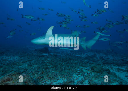 Un grande fulvo squalo nutrice (Nebrius ferrugineus) su un profondo reef delle Fiji. Foto Stock