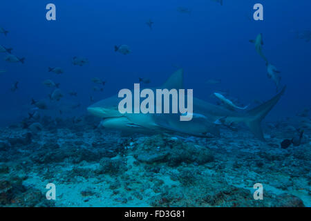 Un grande squalo toro (Carcharhinus leucas) presso il Bistro sito di immersione nelle isole Figi. Foto Stock