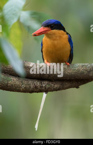 Buff-breasted Paradise Kingfisher (Tanysiptera sylvia) con un insetto nella sua bill Foto Stock