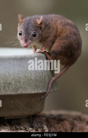 Giallo-footed Antechinus (Antechinus flavipes rubeculus) Foto Stock