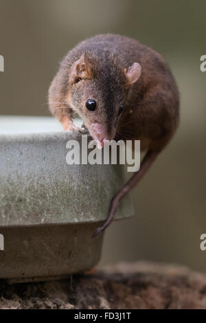 Giallo-footed Antechinus (Antechinus flavipes rubeculus) Foto Stock