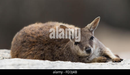 Mareeba Aeroporto Rock Wallaby (Petrogale Mareeba Aeroporto) rilassante su una roccia Foto Stock