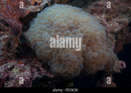 Girovagando anemone marittimo, Beqa Lagoon, Fiji. Foto Stock