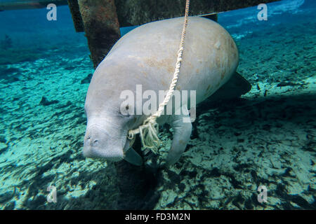 Un lamantino rosicchia sulla linea di dock per ragioni sconosciute a Fanning Springs State Park in Fanning Springs, in Florida. Foto Stock