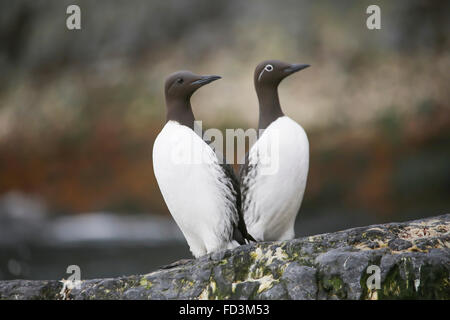 Svalbard, Bjørnøya, Isola di Bear. Comune e imbrigliati morph guilemot. Foto Stock