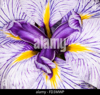 Iris è un genere di specie di piante da fiore con vistose fioriture. Prende il nome dalla parola greca per un arcobaleno che è Foto Stock