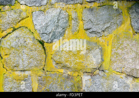 Close up Rough cut pietra grigia parete ricoperta con giallo verdolino lichen Foto Stock