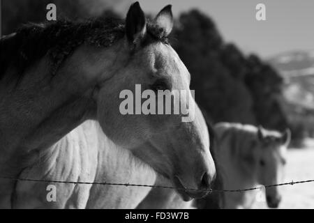 Un paio di grigio cavalli in un campo nevoso in Aspen Colorado Foto Stock