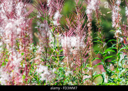 Soffice fireweed rosa fiori. Immagine ravvicinata Foto Stock