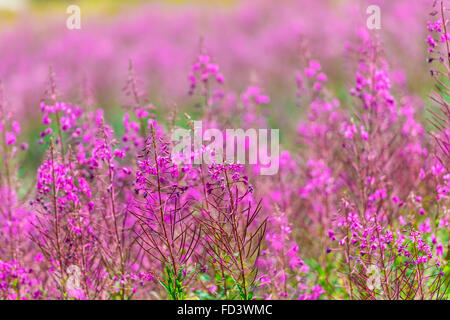 Soffice fireweed rosa fiori. Immagine ravvicinata Foto Stock