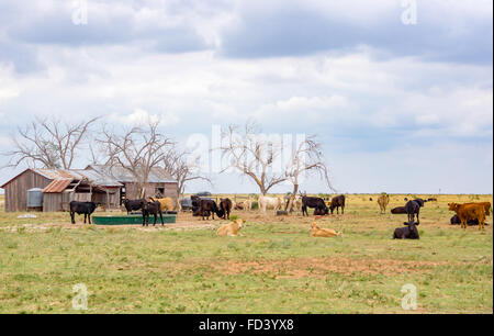 Ranch di bestiame, Texas Panhandle vicino a Amarillo, Texas, Stati Uniti Foto Stock