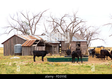 Vecchia casa e versato la caduta verso il basso tra gli alberi morti circondato da ranch di bestiame, Texas Panhandle vicino a Amarillo, Texas, Regno Stat Foto Stock