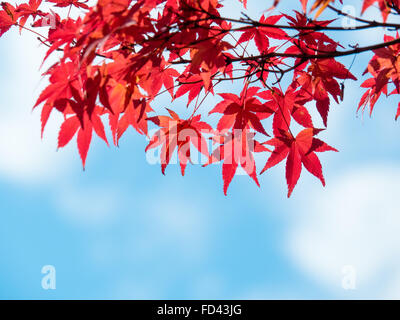 Autunno foglie di acero contro il cielo blu con copyspace Foto Stock