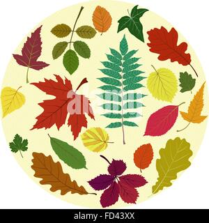 Set di vettore di diverse colorato Foglie di autunno Illustrazione Vettoriale
