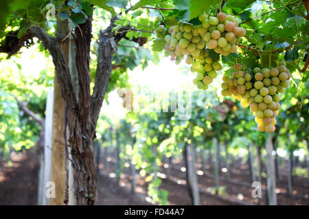 Un grappolo di uva verde su un vitigno in un vigneto. Fotografato in Galilea, Israele Foto Stock