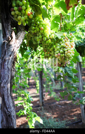 Un grappolo di uva verde su un vitigno in un vigneto. Fotografato in Galilea, Israele Foto Stock