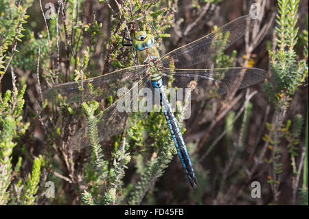 Imperatore Anax Dragonfly Imperatore maschio su erica in surrey UK Foto Stock