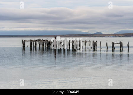 Il Cile, Patagonia, Puerto Natales, molo in legno pilastri Foto Stock