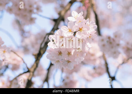 Fiori di ciliegio Foto Stock