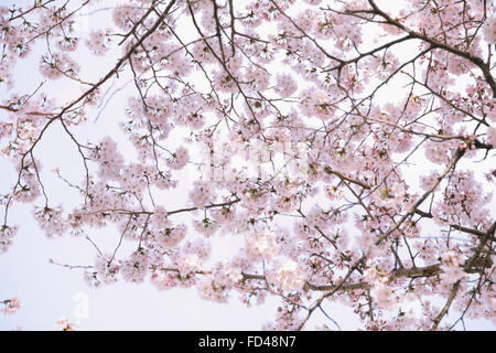 Fiori di ciliegio Foto Stock