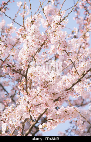 Fiori di ciliegio Foto Stock